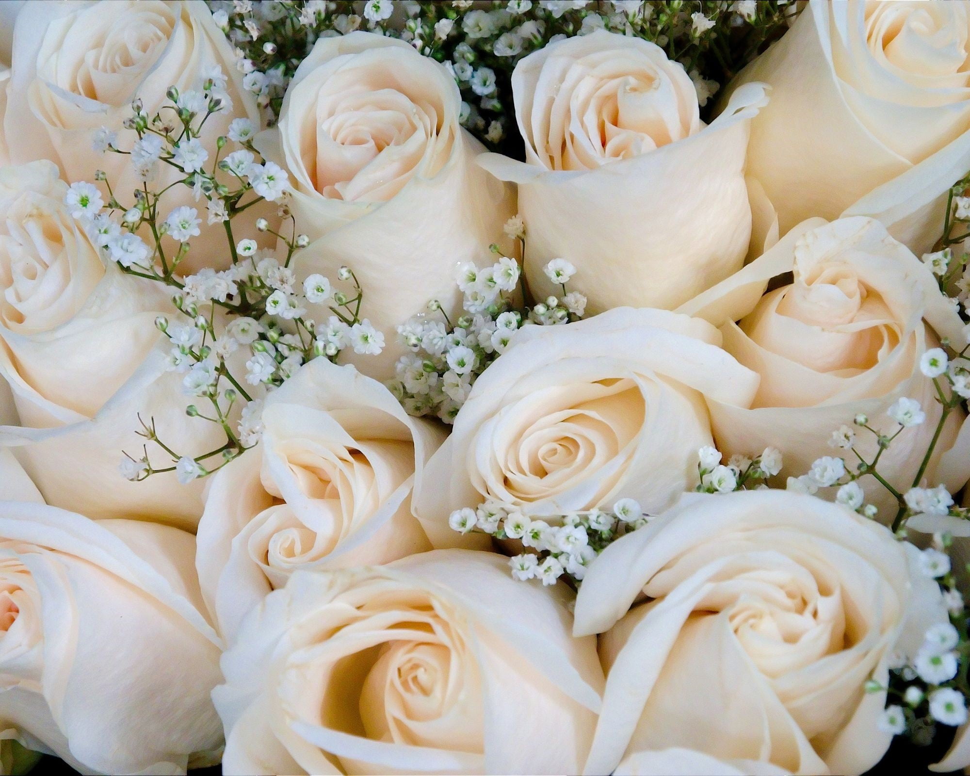 تفسير حلم الزهور البيضاء للمتزوجة 