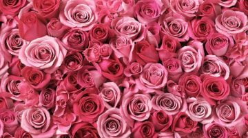 الورد في المنام-تفسير رؤية الزهور و الورد في المنام لابن سيرين بجميع الاشكال والالوان