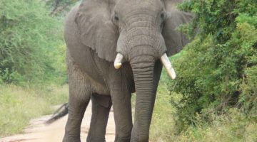 الفيل في المنام-تفسير رؤية الفيل في المنام لابن سيرين ومعنى مطاردته للرائي