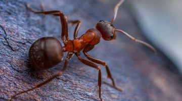 النمل في المنام-تفسير رؤية النمل في المنام لابن سيرين للمتزوجة والعزباء
