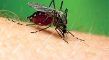 مرهم لعلاج حساسية الحشرات|  علاج لدغات الحشرات بطرق مجربة