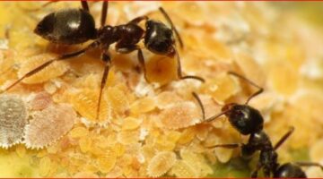 تفسير رؤية النمل في المنام: دلالات ومعانٍ متعددة