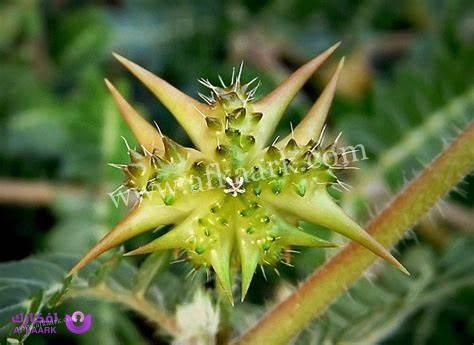 عشبة دوار العجوز للتبول اللاإرادي| طريقة التحضير و طرق أخرى للعلاج 6 عشبة دوار العجوز للتبول اللاإرادي