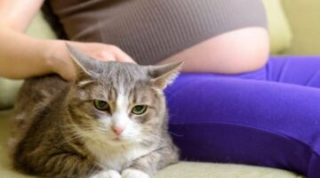 كم مدة علاج داء القطط للحامل وهل يؤثر على الجنين؟
