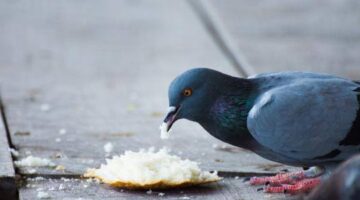 هل إطعام الطيور صدقة جارية للميت؟ ما ينفع موتانا