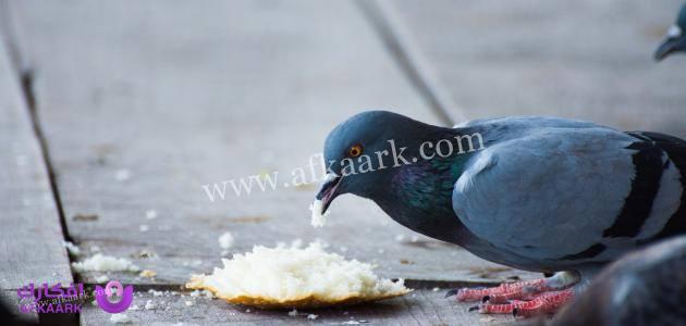 هل إطعام الطيور صدقة جارية للميت؟ ما ينفع موتانا 7 هل إطعام الطيور صدقة جارية للميت؟