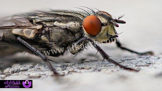 تفسير رؤية الذباب في حلم الفرد وخروجه من الفم