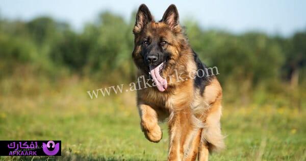 تعرف علي - تعرف على أهم التأويلات التي وردت عن ابن سيرين لتفسير حلم الكلب يعض يدي - بالتفصيل 8 تعرف على أهم التأويلات التي وردت عن ابن سيرين لتفسير حلم الكلب يعض يدي