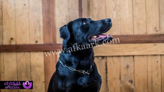 تعرف علي - تعرف على أهم الدلالات التي أقرها ابن سيرين عن تفسير حلم الكلاب تأكل لحم - بالتفصيل 4 كلب اسود